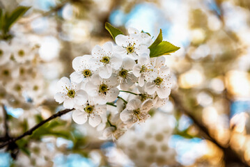 beautiful white cherry blossom