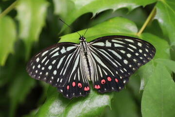 蝶の仲間。アカボシゴマダ。