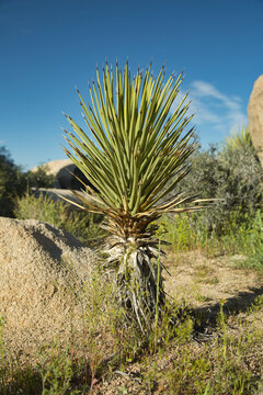 Vertical shot of a Mojave Yucca plant growing in the Joshua Tree National Park, California, USA