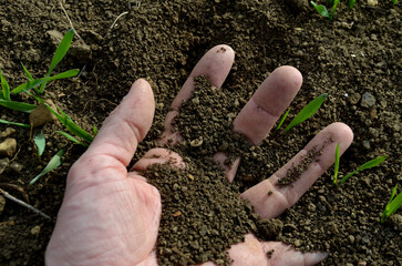 man's hand buried in an accident in field. he lies in a populated field of wheat, holding a handful...