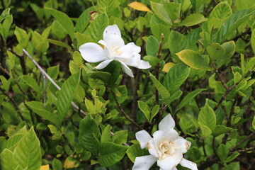 夏の山野草。クチナシ。