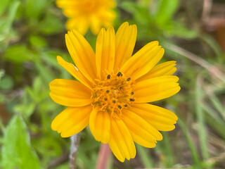 yellow flower