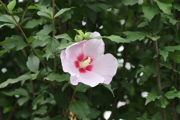 夏の山野草。ムクゲ。