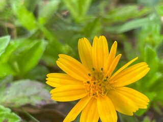 yellow flower