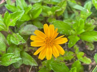yellow flower in the garden