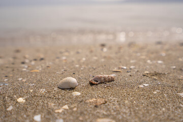 Fototapeta na wymiar Green leaf on the stone on a beach sand. High quality photo