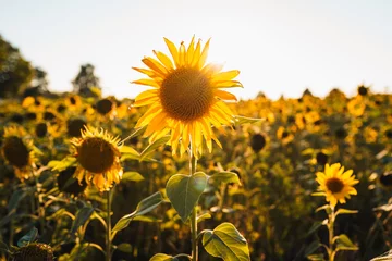 Foto op Canvas Beautiful sunflower field on a sunny day © Igor Kondler/Wirestock Creators