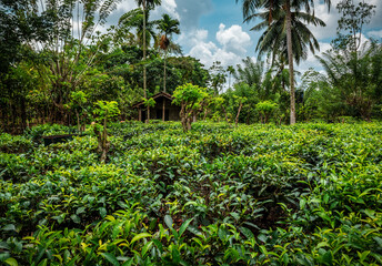 green tea plantation under palm trees