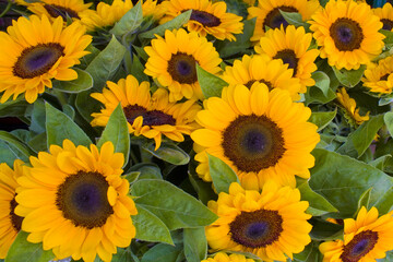 Fototapeta na wymiar Background with orange beautiful sunflowers