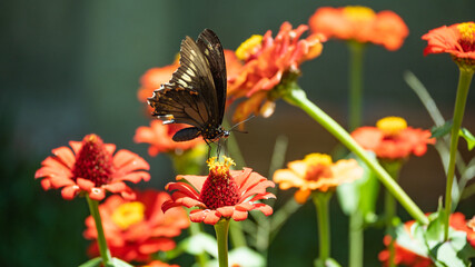 butterfly on flower