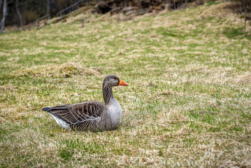 Fototapeta premium Greylag Goose (Anser anser), Iceland