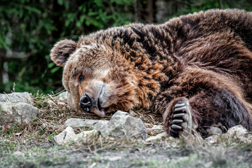 happy sleeping brown bear