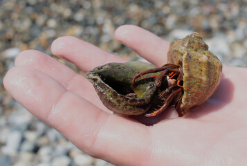 in the palm of your hand lies the shell summer sun
