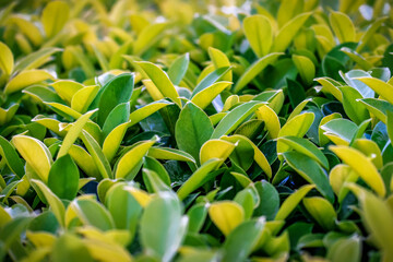 lush and green tea bush
