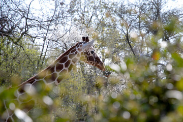 Collo e testa di una giraffa
Neck and head of a giraffe