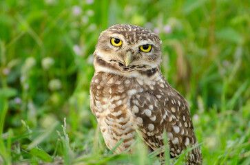 Burrowing Owl tilts its head looking at the camera