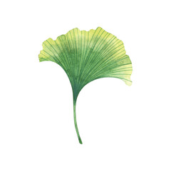 Watercolor gingko biloba green leaf