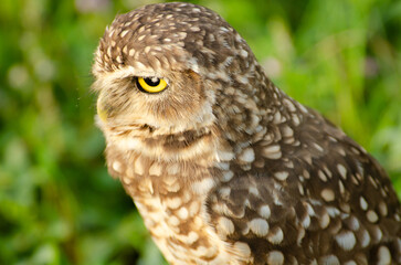 Burrowing owl watching the horizon