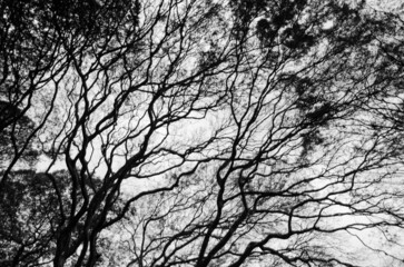 op of a centenary tree that, in contrast to sunlight, looks similar to the circulatory system of human beings. Black and  White
