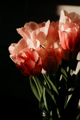 Bouquet of white and pink tulips on black background.