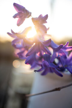 blaue Hyazintenblüte im Gegenlicht
