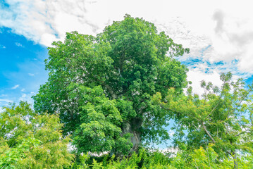 Green Baobab Tree in the forest, Zanzibar, Tanzania