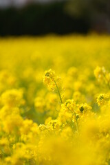 Fototapeta premium 菜の花