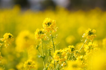 菜の花