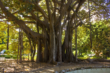 Ficus Macrophylla in Garibaldi Garden at Piazza Marina in Palermo, Sicily, Italy