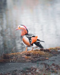 Ente