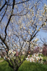 枝垂れ梅　梅林