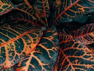 abstract leaves texture background