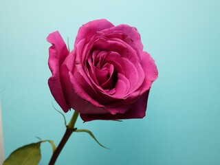 １本の薔薇の花