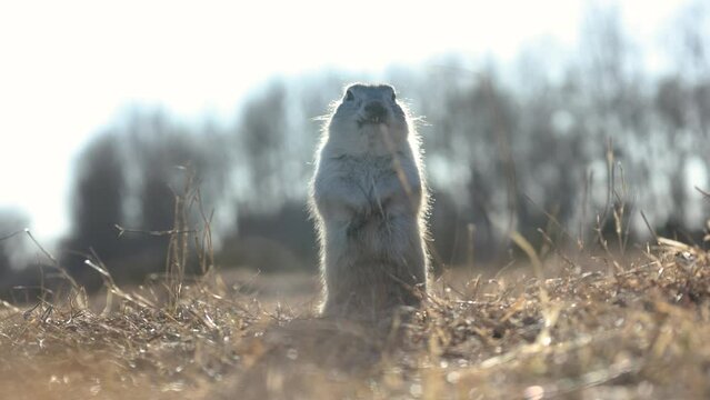 the gopher stands and looks into the camera rodent nature wildlife park forest sky sunset  animals funny