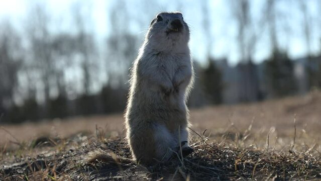 the gopher stands and looks into the camera rodent nature wildlife park forest sky sunset  animals funny