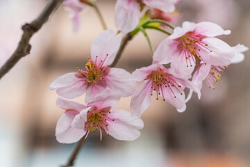 桜