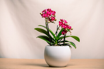 Minimalistic, single potted orchid on a table. 