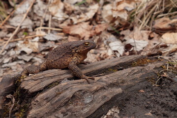 Common toad