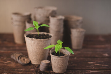 Seedlings of peppers in peat pots on a wooden background. Seedlings of peppers. Spring gardening concept.