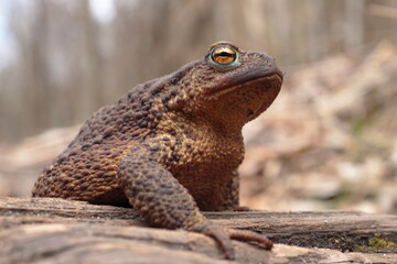 Close-up of a common toad (Bufo bufo) on a forest floor. Detailed amphibian portrait, ideal for biodiversity, herpetology, conservation, and natural habitat themes