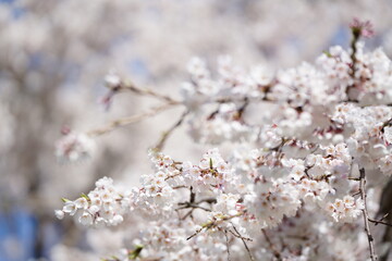 桜　