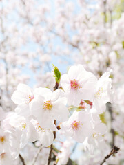 【春】満開のの桜の花　縦