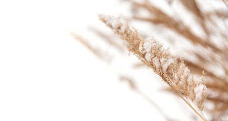 Dry golden grass on a winter white background with shiny frost crystals.