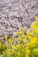 大和高田の千本桜　春