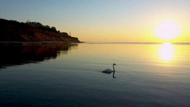 Close-up, tracking shooting of a swan on a sunny path, against the rising sun from the sea. Beautiful sea sunrise near the coast of the village of Krapets, Bulgaria. 4K