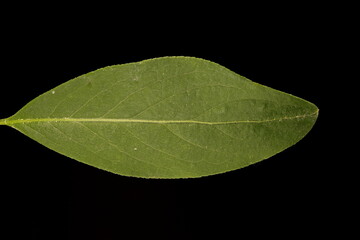 Fototapeta na wymiar Spindle (Euonymus europaeus). Leaf Closeup