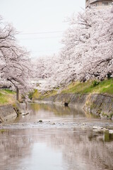 大和高田の千本桜　春