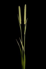 Timothy (Phleum pratense). Habit Closeup