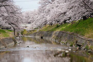大和高田の千本桜　春