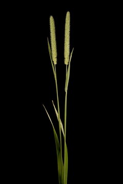 Timothy (Phleum pratense). Habit Closeup